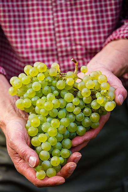 istock Farmers hand with cluster of white grapes 618050072