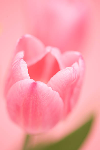 istock Close up of tulip 618050586