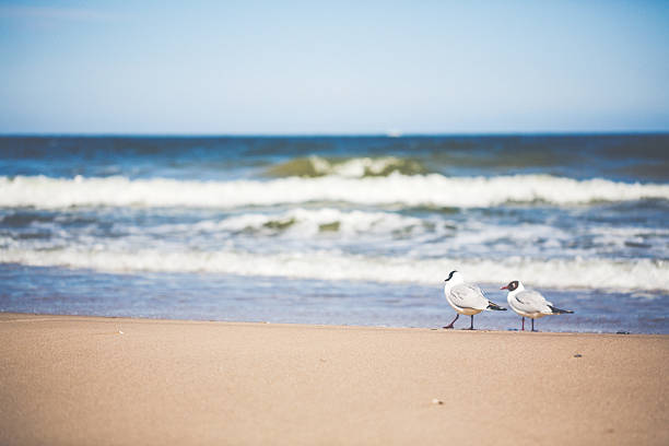 istock Day at the Baltic Sea with seagull 618050814