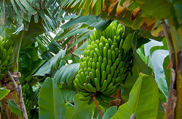 istock Bunch of green fresh Bananas 618051682