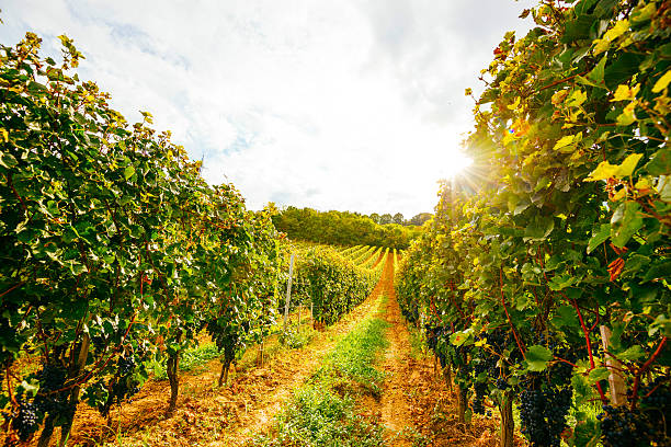 istock Vineyard with red grapes in late summer sunset 618054442
