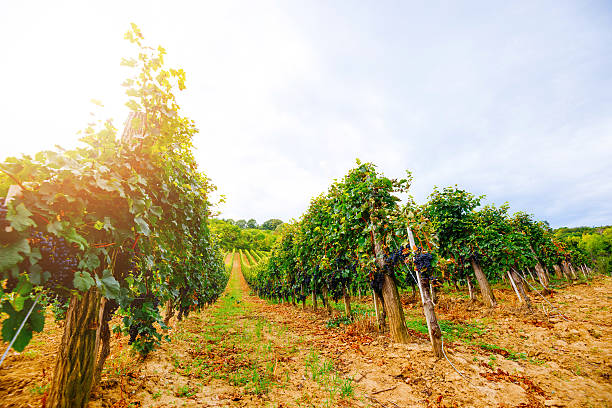 istock Vineyard with red grapes in late summer sunset 618055220