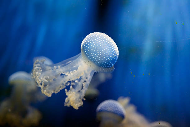 белые пятнистые медузы (филлохиза пунтата) - white spotted jellyfish фотографии стоковые фото и изображения