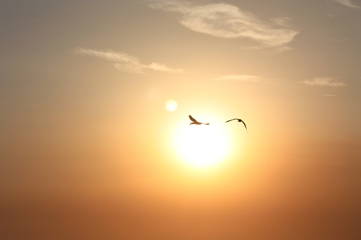 Flying seagulls silhouetted against a sun setting seascape in Pentire, Newquay, Cornwall on an early September evening.