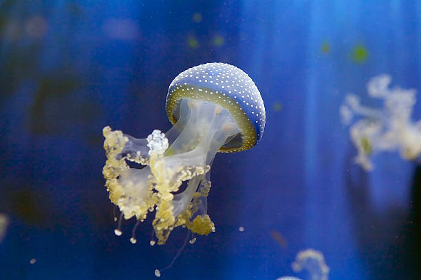 белые пятнистые медузы (филлохиза пунтата) - white spotted jellyfish фотографии стоковые фото и изображения