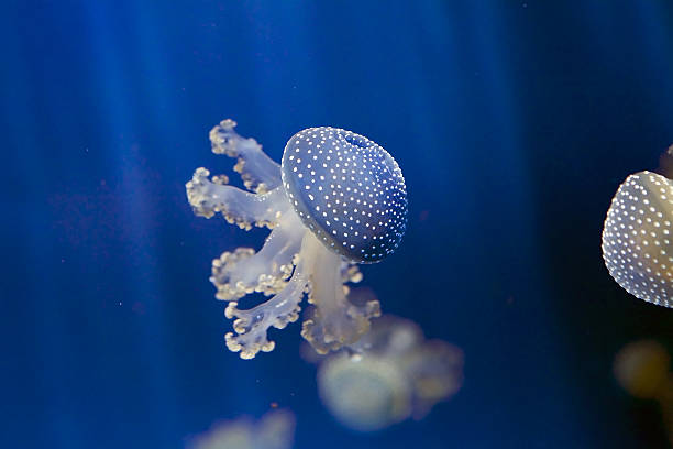 белые пятнистые медузы (филлохиза пунтата) - white spotted jellyfish фотографии стоковые фото и изображения