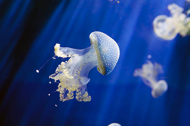 белые пятнистые медузы (филлохиза пунтата) - white spotted jellyfish фотографии стоковые фото и изображения