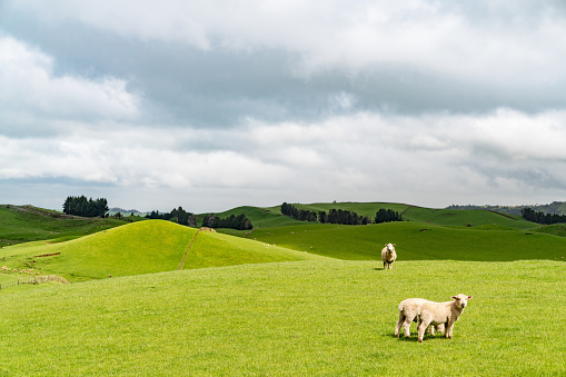 Sheep grazing on perfect green meadow. Ohakune, Tongariro National Park, North Island, New Zealand.