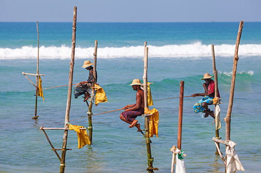 Weligama, Sri Lanka - March 18, 2016: Fishermen sit on their stilts waiting for shoal of fish that will pass their stilts in the shallow water. This an old tradition practiced by around 500 fishing families in Galle, in southwestern-most Sri Lanka.