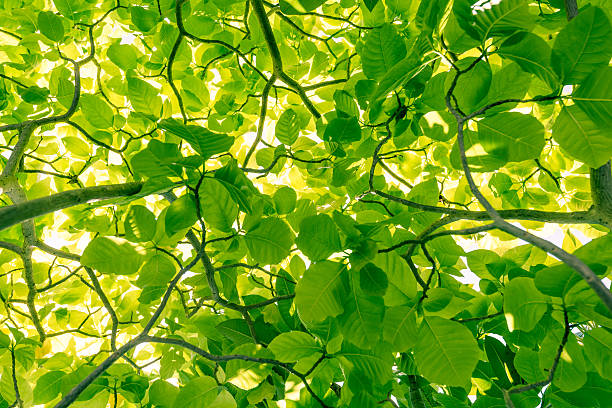 istock green tree leaves with sunlight shining from the back 618058356