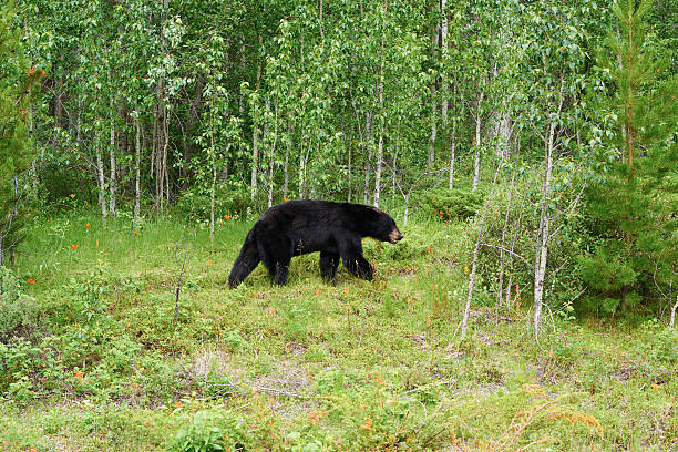 viejo oso caminando a través de los árboles - bear hunting fotografías e imágenes de stock