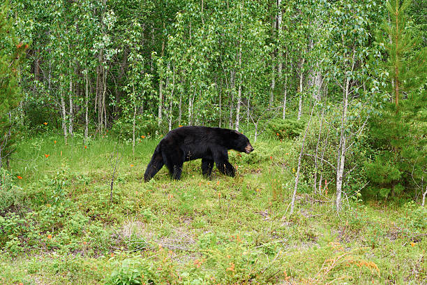 stary niedźwiedź spacerujący po drzewach - bear hunting zdjęcia i obrazy z banku zdjęć