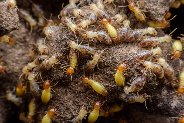 istock Hordes of termites building their nest 618062066
