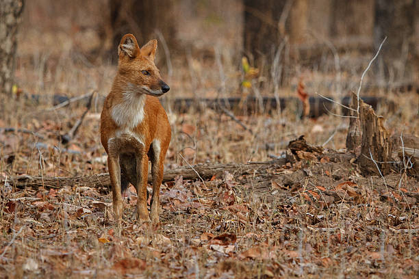 istock Indian wild dog pose in the nature habitat 618062344
