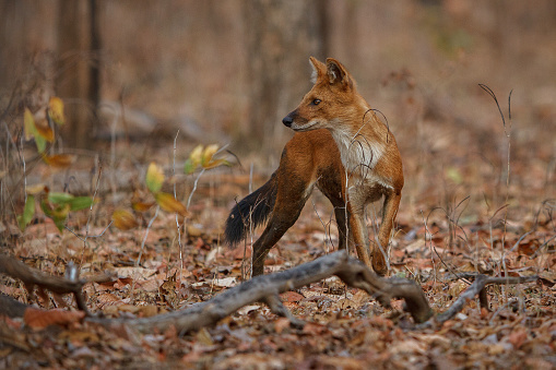 Indian wild dog in the nature habitat, very rare animal, dhoul, dhole, red wolf, red devil, indian wildlife, dog family, nature beauty