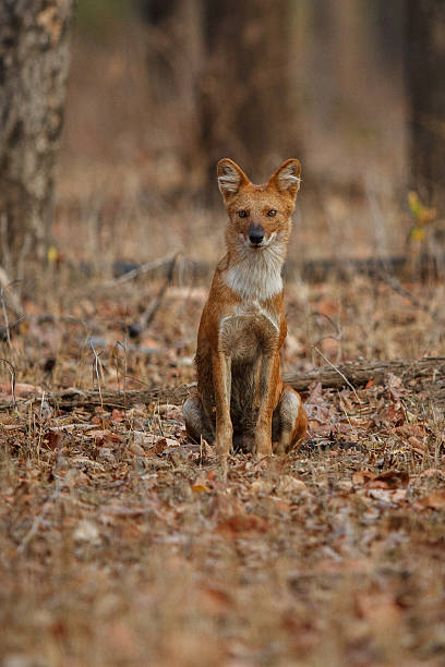 istock Indian wild sit pose in the nature habitat 618062916