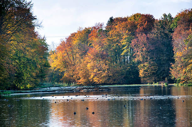 istock Beautiful forest and lake in autumn 618063536