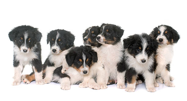 istock puppies australian shepherd in studio 618063730