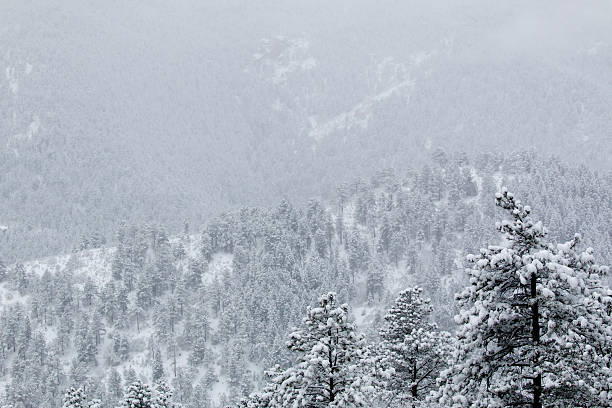 istock Snowstorm in the Pike National Forest 618063808