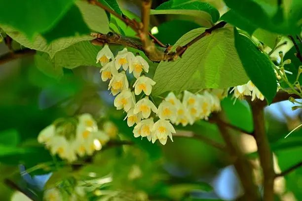 Styrax obassia or fragrant snowbell is a small tree or a large bush reaching 5 to 10 meters tall. Native to Hokkaido of Japan and China, it bears fragrant, bell-shaped, white flowers in a form of chains in late spring.