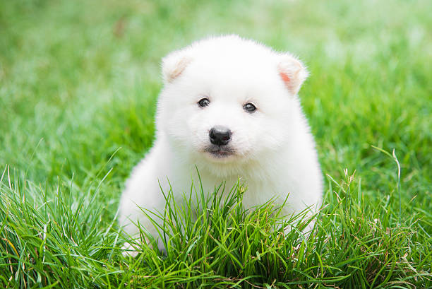 istock White puppy lying on green grass 618063906