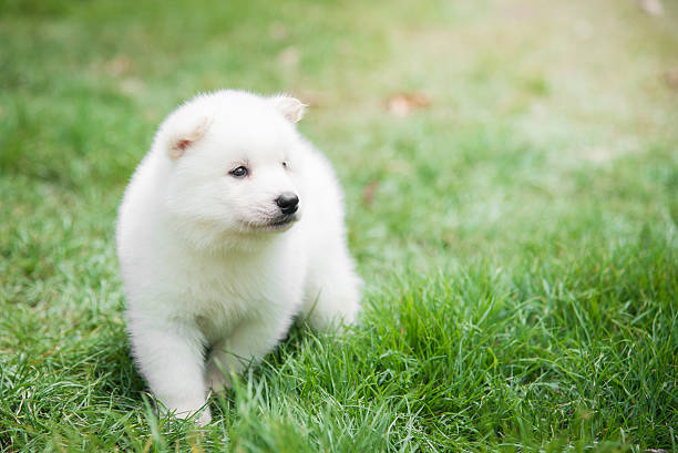 istock White puppy lying on green grass 618064074