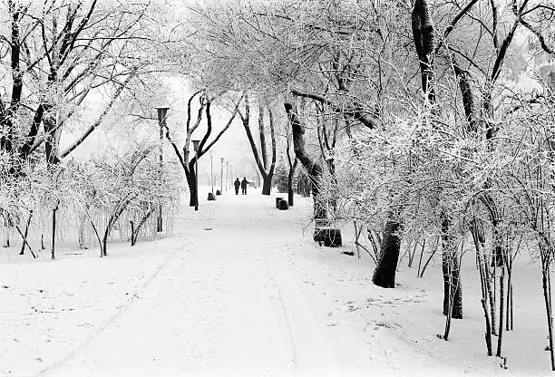 Winter park lane with snowbound trees and bush and two men silhouettes in the end of alley; scanned monochrome film
