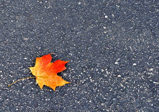 istock Colorful Autumn leaf on the asphalt. 618064892