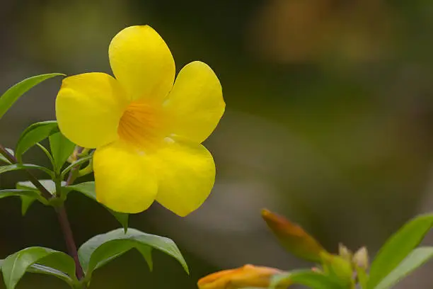 Common trumpetvine's yellow flower closeup(Allamanda cathartica)