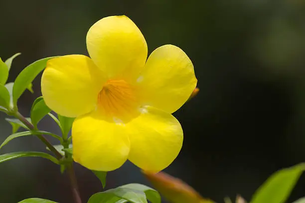 Common trumpetvine's yellow flower closeup(Allamanda cathartica)