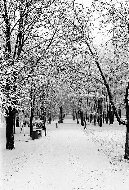 istock Alley in the winter park 618065258