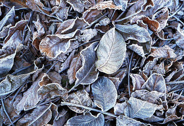 istock the beginning of frost in nature 618065420