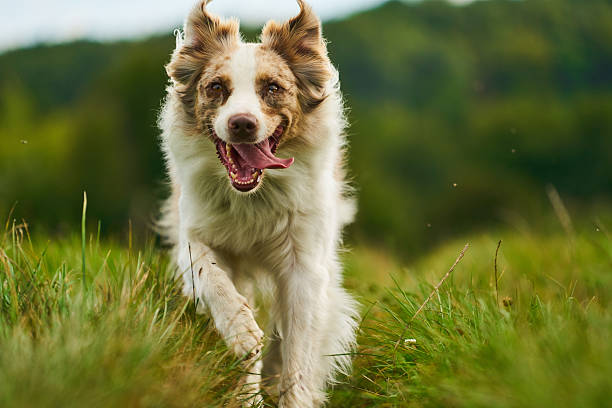 istock australian shepherd dog in motion 618065848
