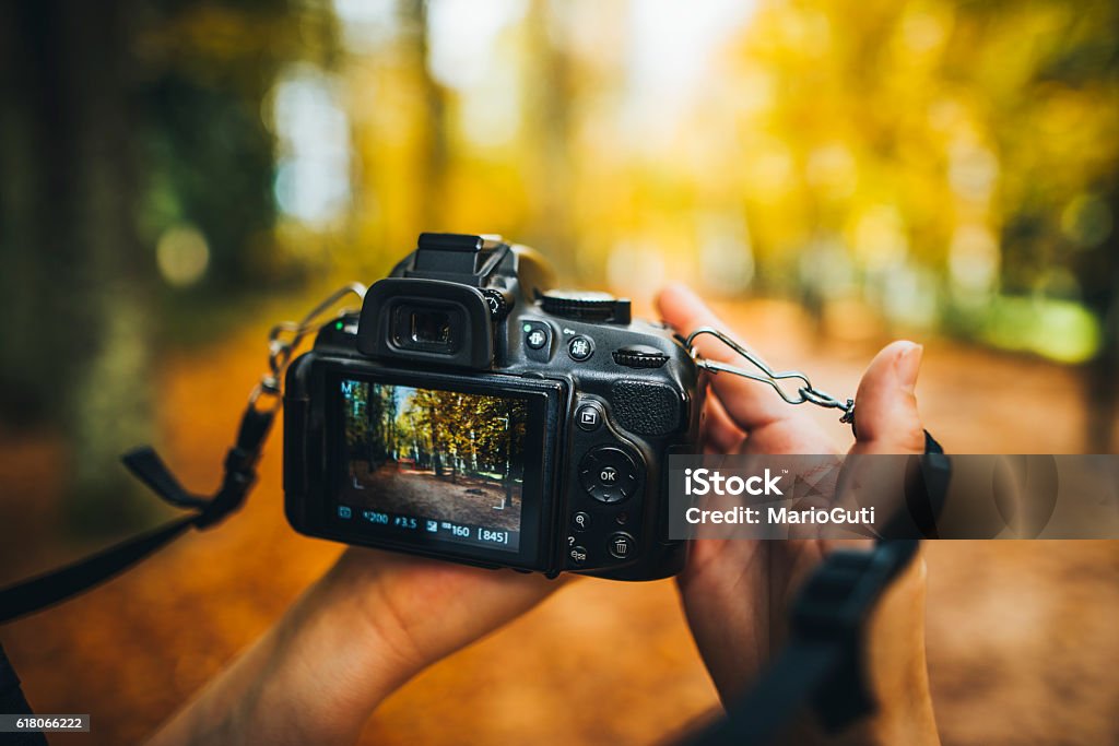 Camera capturing a forest Two hands holding a black video camera. On the camera monitor is a forest with fall tones. The background of the actual image is blurred. Camera - Photographic Equipment Stock Photo