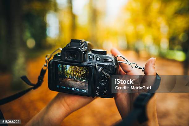 Camera Capturing A Forest Stock Photo - Download Image Now - Camera - Photographic Equipment, Photography, Photograph