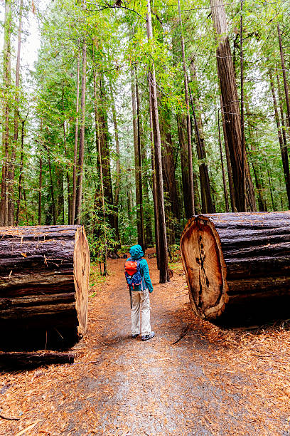 istock Woman at Humboldt Redwoods State Park, CA 618068210