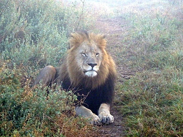 istock Male Lion relaxing at dawn 618069156