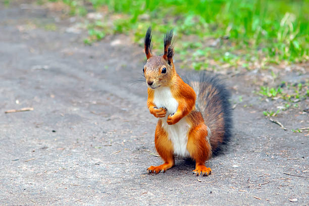 istock Squirrel wildlife rodent in the forest. 618069508