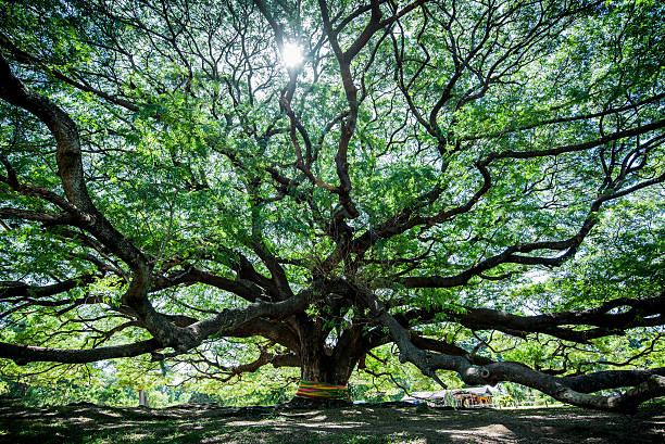 großer samanea-samanbaum mit ast in kanchanaburi, thailand - sky forest root tree stock-fotos und bilder