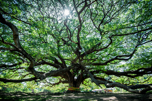Gran árbol samán de Samanea con rama en Kanchanaburi, Tailandia photo