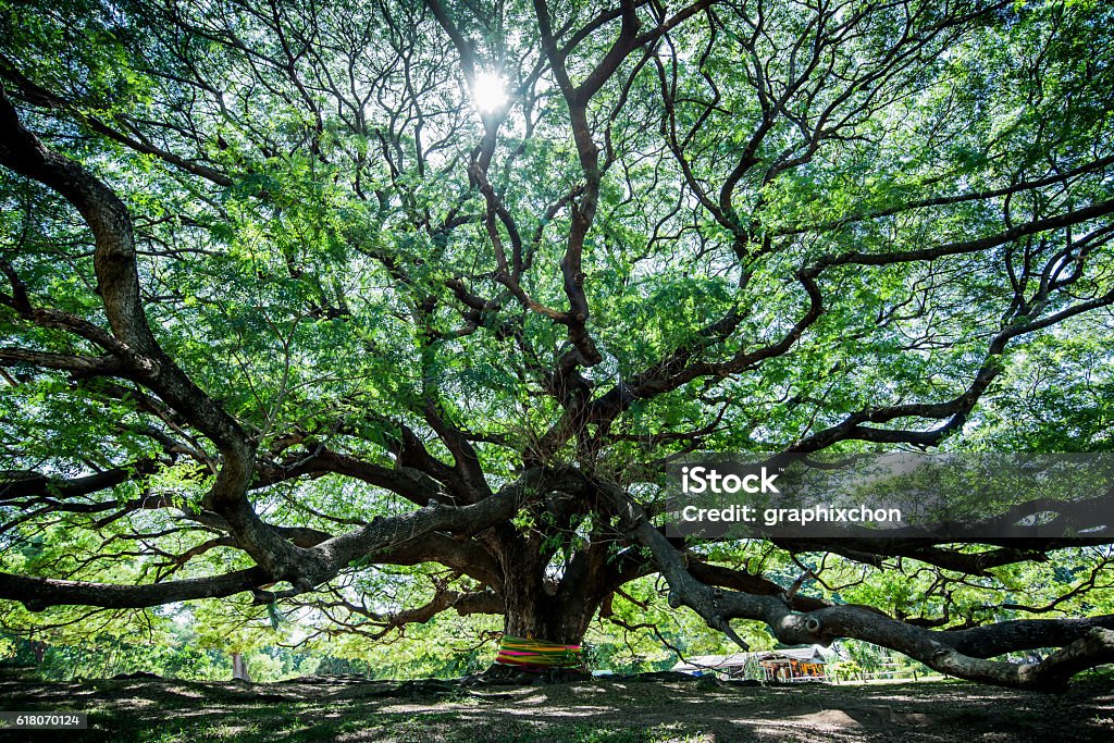 Large Samanea saman tree with branch in Kanchanaburi, Thailand Large Samanea saman tree with branch in Kanchanaburi, Thailand. the big tree in thailand Tree Stock Photo