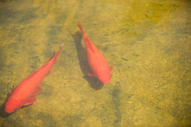 istock Carassius auratus auratus 618070356