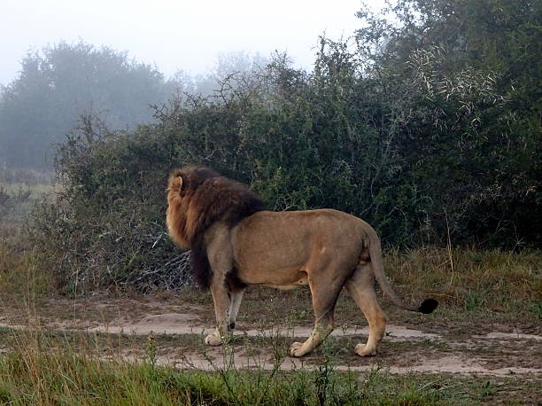 istock Male Lion strolling at dawn 618070442