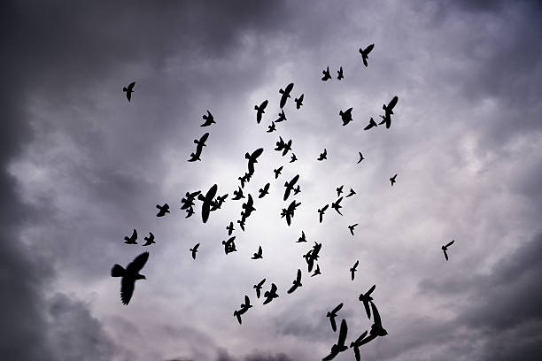 istock Close up, flock of birds against sky 618070520