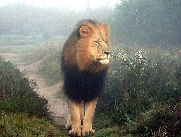 istock Male Lion strolling at dawn 618070620