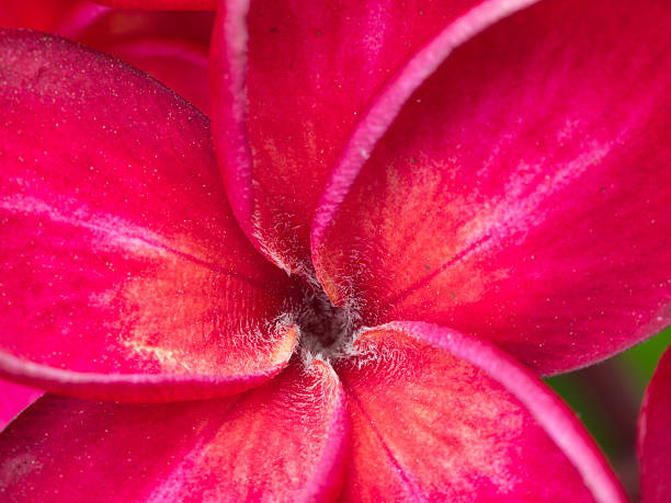 istock Red Plumeria Flower Blooming 618070632