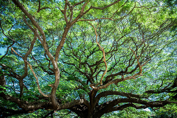 grande árvore samanea saman com galho em kanchanaburi, tailândia - saman tree - fotografias e filmes do acervo