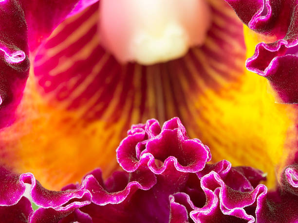 Cattleya Orchid Petal is Wrinkled Cattleya Orchid Petal is Wrinkled cattleya magenta orchid tropical climate stock pictures, royalty-free photos & images