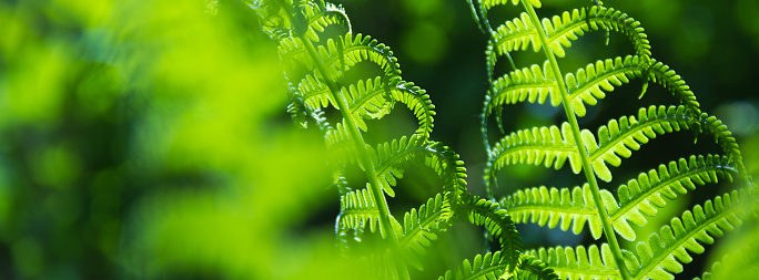 banner spring bright green fern background shallow depth of field