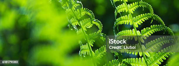 Spring Bright Green Fern Stock Photo - Download Image Now - New Zealand, Fern, Nature
